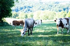 Venez découvrir nos belles vaches