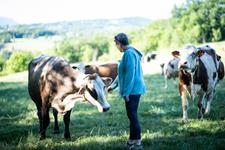 Venez découvrir nos belles vaches