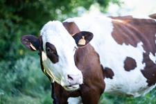 Venez découvrir nos belles vaches