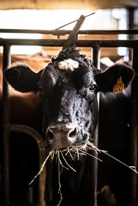 Venez découvrir nos belles vaches
