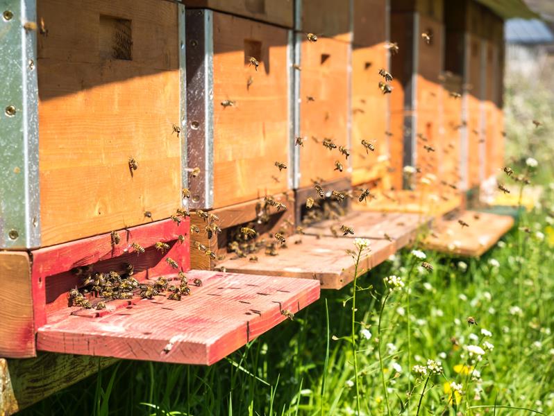 Péniches aux abeilles